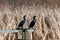 Double-crested Cormorant resting at lakeside