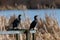 Double-crested Cormorant resting at lakeside