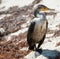 Double-crested Cormorant rests on the beach in Mexico