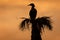 Double-crested Cormorant Roosting on a Palm Tree at Sunset