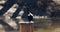 Double crested Cormorant on rusty pole in river at flying away in slow motion