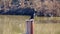 Double crested Cormorant on rusty pole in river looking around