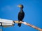 Double-Crested Cormorant on Rusty Street Light at Harbor