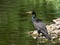 Double-Crested Cormorant in serene, green lake setting