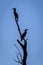 Double-crested cormorant silhouette of two birds