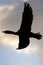 Double-Crested Cormorant Silhouetted in the Sunset Sky As It Flies