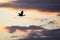 Double-Crested Cormorant Silhouetted in the Sunset Sky As It Flies