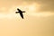 Double-Crested Cormorant Silhouetted in the Sunset Sky As It Flies