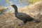 Double-crested cormorant stands in Florida`s Everglades National