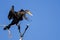 Double-Crested Cormorant Stretching Its Wings While Perched in Tall Tree