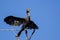 Double-Crested Cormorant Stretching Its Wings While Perched in Tall Tree