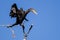 Double-Crested Cormorant Stretching Its Wings While Perched in Tall Tree