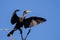 Double-Crested Cormorant Stretching Its Wings While Perched in Tall Tree