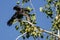 Double-Crested Cormorant Stretching Its Wings While Perched in Tall Tree