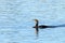 Double crested cormorant swimming in a lake