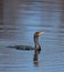 Double-crested Cormorant swimming in a lake