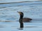 Double-crested Cormorant Swimming in Lake