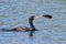 Double-crested Cormorant Swimming in a Lake With Feather