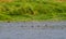 Double-crested Cormorant swimming in a river