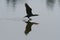 Double-crested Cormorant taking off from a lake