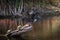 Double-Crested Cormorant and three snapping turtles in a Florida mangrove swamp