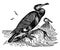 Double crested Cormorant, vintage illustration