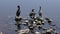 Double-crested Cormorants near lake
