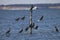 Double-Crested Cormorants Rookery on Wire