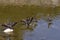 Double-crested Cormorants, some displaying Wing-Spreading, a technique to dry their feathers after swimming