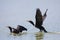 Double-crested Cormorants taking flight