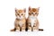 Double the Cuteness: Two Small Kittens in Adorable Isolation on White