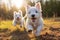 Double the Cuteness: Two White Westie Puppies Frolicking in a Field!