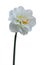 Double Daffodil isolated on white background. White Narcissus Replete