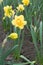 Double daffodils with yellow and orange flowers