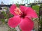 Double dark reddish colour gudha hisbiscus flowere.