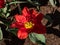 Double Early Tulip \\\'Abba\\\' blooming with large red blossoms with double row of feathery petals