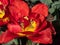 Double Early Tulip \\\'Abba\\\' blooming with large red blossoms with double row of feathery petals