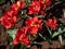 Double Early Tulip \\\'Abba\\\' blooming with large red blossoms with double row of petals surrounding a yellow heart