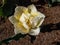 Double early tulip \\\'Verona\\\' blooming with large, creamy yellow blossoms with double row of feathery petals delicately