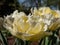 Double early tulip \\\'Verona\\\' blooming with large, soft, creamy yellow blossoms with double row of feathery petals