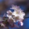 Double exposure close-up shop of blooming cherry blossoms.