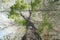 Double exposure of green tree and wooden board. Nature background