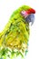 Double exposure. Photograph of a tropical parrot combined with bright green leaves