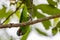 Double-eyed Fig Parrot in Queensland Australia