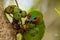 Double-eyed Fig Parrot in Queensland Australia