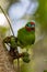 Double-eyed Fig Parrot in Queensland Australia