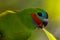 Double-eyed Fig Parrot in Queensland Australia