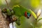 Double-eyed Fig Parrot in Queensland Australia