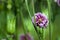 Double Flower Primrose, Primula, Pale Lavendar