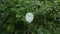 A double flowered butterfly pea flower of white variety on the vine